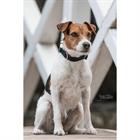 Collier pour chien Corduroy Kentucky Vert
