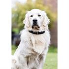 Collier pour chien en cuir HGWave HORSEGEAR Noir