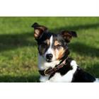 Collier Pour Chien Fancy Dy'on Marron
