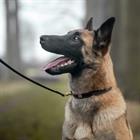 Collier Pour Chien Fancy Dy'on Marron
