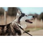 Collier Pour Chien Fancy Dy'on Marron