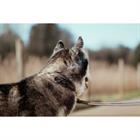 Collier Pour Chien Fancy Dy'on Marron