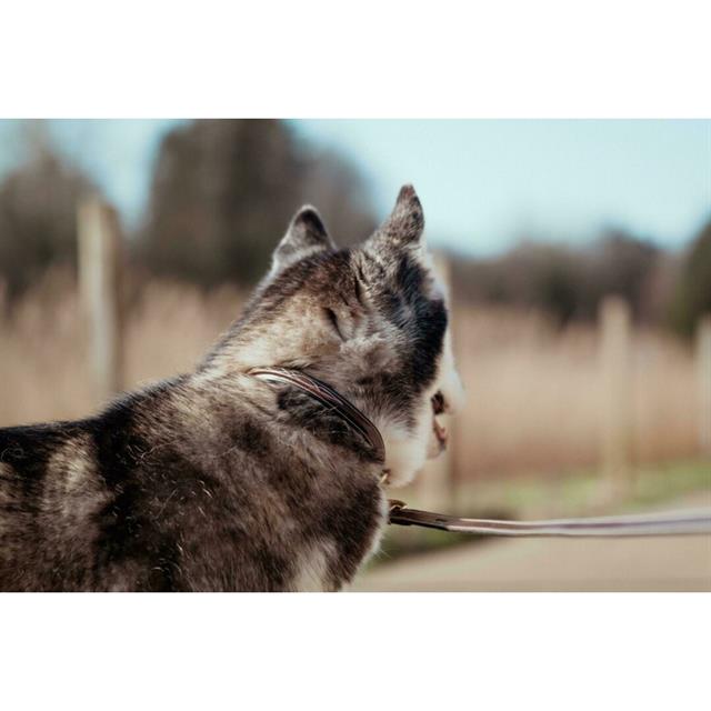 Collier Pour Chien Fancy Dy'on Marron