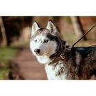 Collier Pour Chien Flat Leather Dy'on Marron