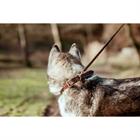 Collier Pour Chien Flat Leather Dy'on Marron