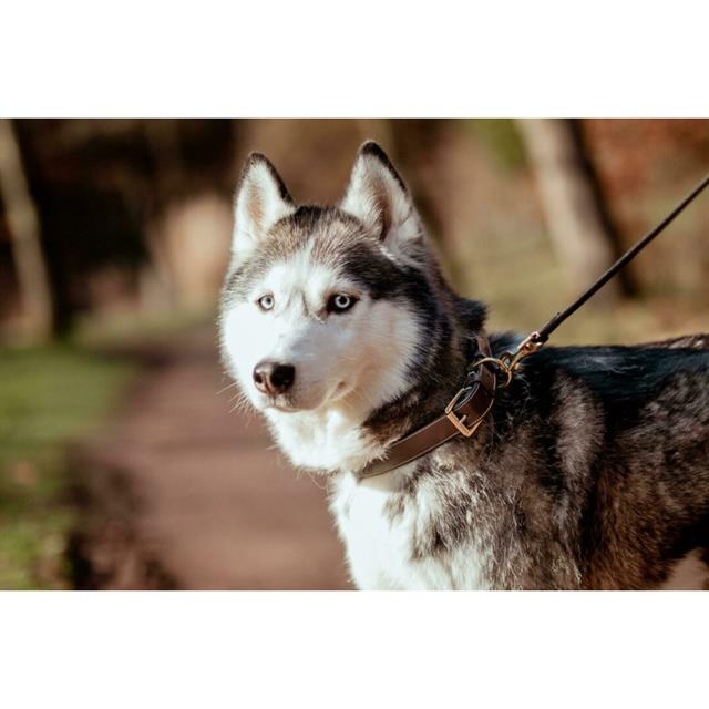 Collier Pour Chien Flat Leather Dy'on Marron