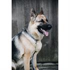 Collier pour chien Loop Kentucky Gris