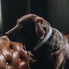 Collier pour chien Loop Kentucky Gris