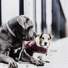 Collier pour chien Loop Kentucky Gris
