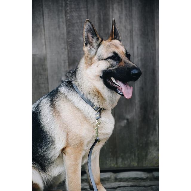Collier pour chien Loop Kentucky Gris