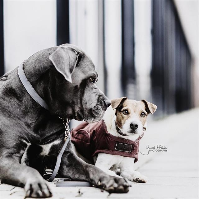 Collier pour chien Loop Kentucky Gris