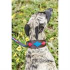 Collier pour chien Lurcher WeatherBeeta Multicolor