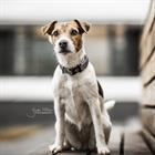 Collier pour chien Reflective Kentucky Gris
