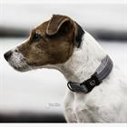 Collier pour chien Reflective Kentucky Gris