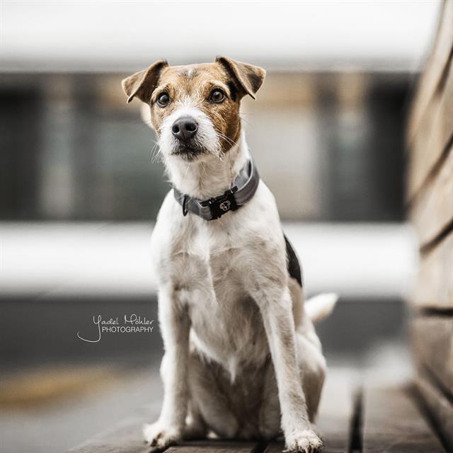 Collier pour chien Reflective Kentucky Gris