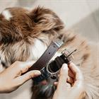 Collier pour chien Triangle Kentucky Marron