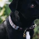 Collier pour chien Triangle Kentucky Marron