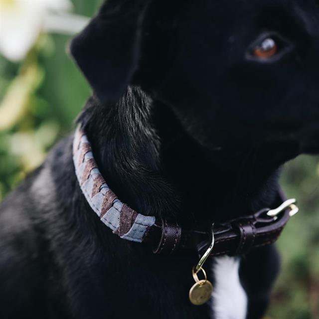 Collier pour chien Triangle Kentucky Marron