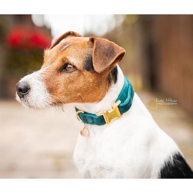 Collier pour chien Velvet Kentucky Vert foncé