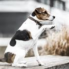 Collier pour chien Velvet Leather Kentucky Marron