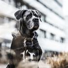 Collier pour chien Velvet Leather Kentucky Marron