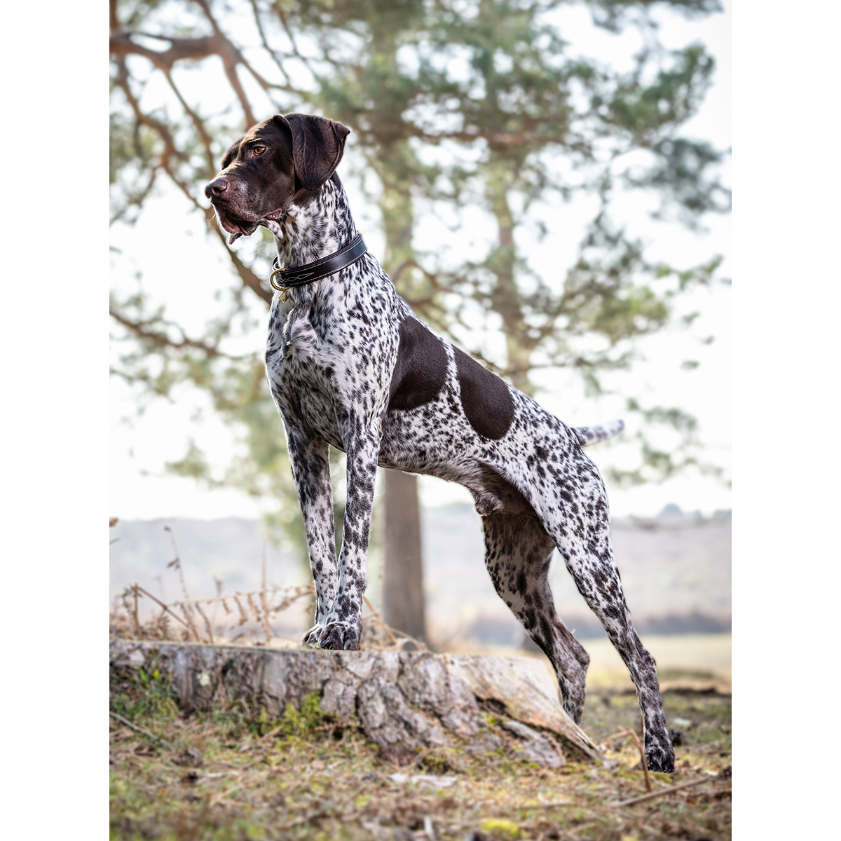 Collier pour chien Windsor LeMieux Marron-marron - Epplejeck