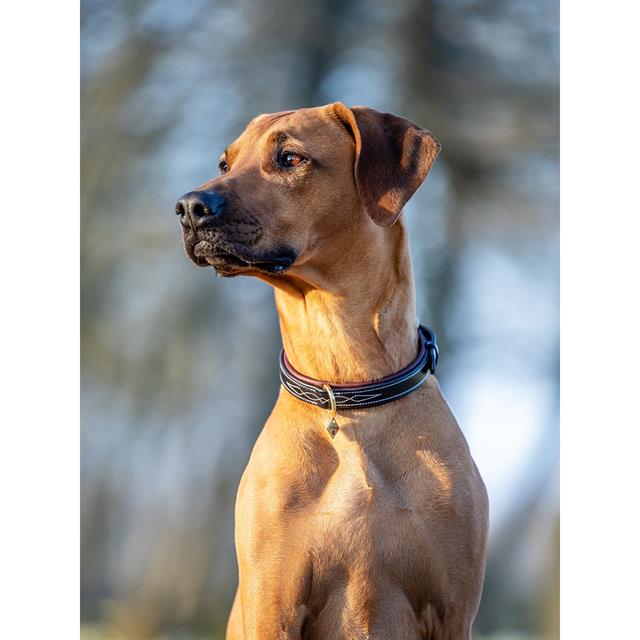 Collier pour chien Windsor LeMieux Marron-marron