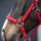 Ensemble Licol et Longe EJValentine Epplejeck Rouge