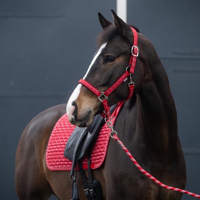 Ensemble Licol et Longe EJValentine Epplejeck Rouge