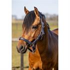 Ensemble Licol et Longe Hgcroco HORSEGEAR Bleu foncé