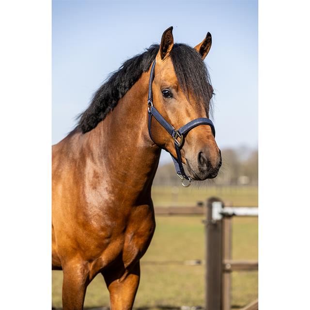 Ensemble Licol et Longe Hgcroco HORSEGEAR Bleu foncé