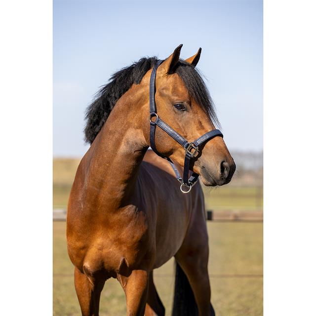 Ensemble Licol et Longe Hgcroco HORSEGEAR Bleu foncé