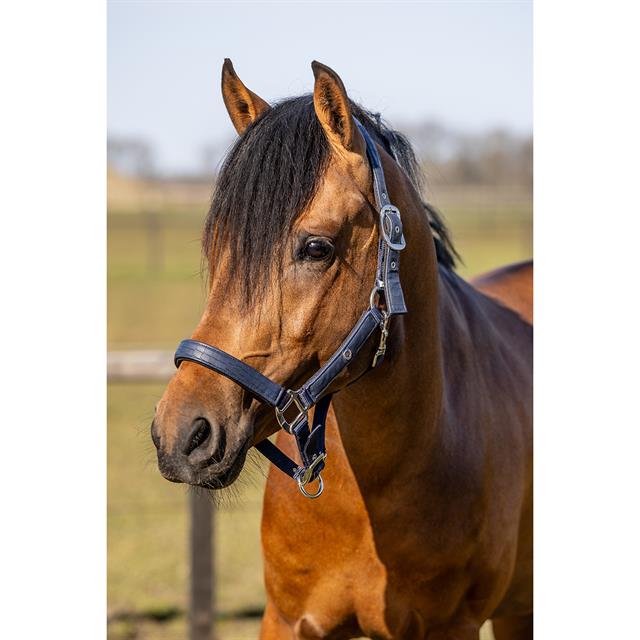 Ensemble Licol et Longe Hgcroco HORSEGEAR Bleu foncé