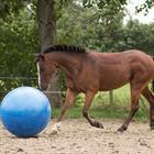 Football De Cheval Mega Bleu