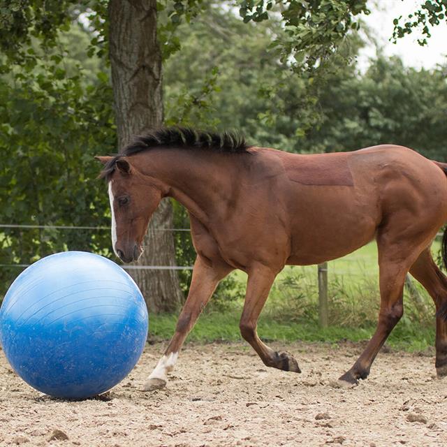 Football De Cheval Mega Bleu