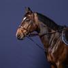 Fourchette De Martingale Howlett Nec Dy'on Marron