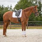 Guêtres Champion QHP Avant Blanc