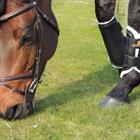 Guêtres de paddock pour antérieurs Turnout Leather Kentucky Noir