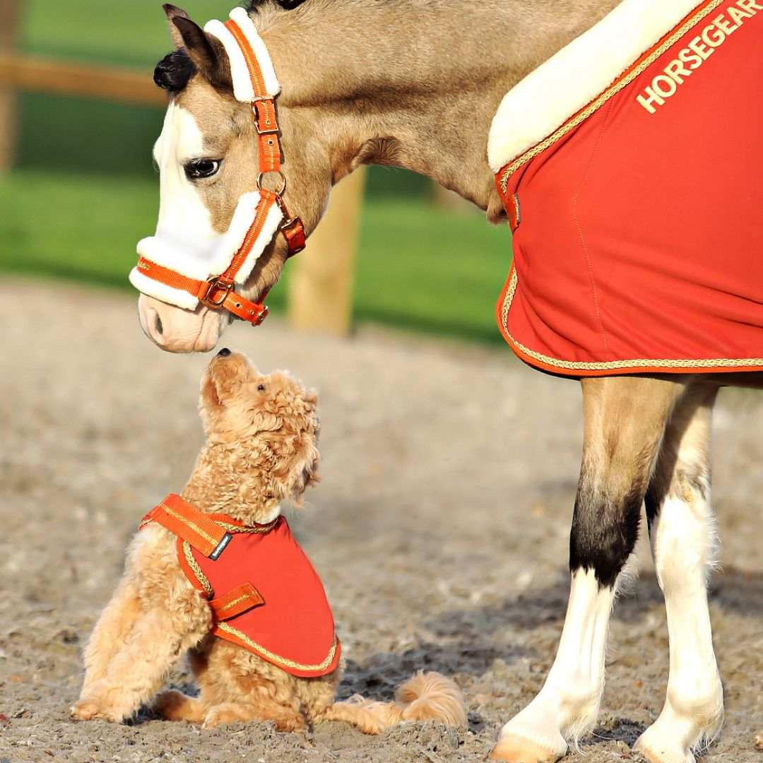 Le manteau de votre chien assorti à la couverture de votre cheval, ça c'est du style |!