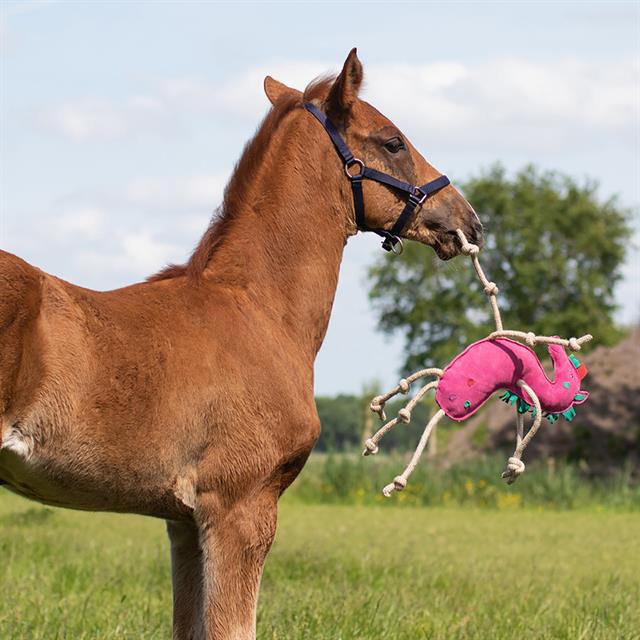 Jouet cheval Unicorn QHP Divers