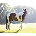 Jouet pour cheval Relax Kentucky Marron-blanc