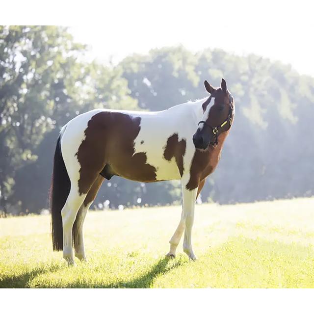Jouet pour cheval Relax Kentucky Marron-blanc