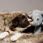 Jouet pour chien éléphant Elsa Kentucky Gris
