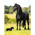 Jouet Toy Pony Spike LeMieux Noir