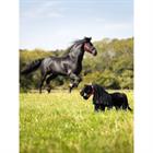 Jouet Toy Pony Spike LeMieux Noir