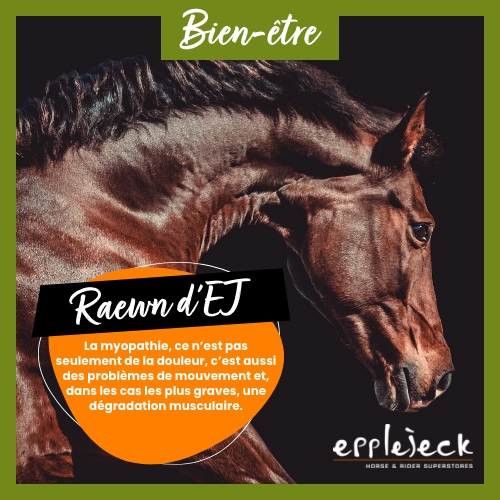 La myopathie chez les chevaux : bien plus qu’une simple douleur