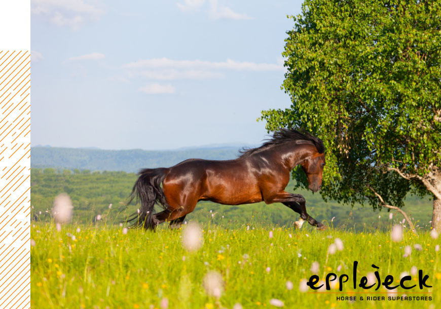 La tonte : retrouvez votre cheval sous son pelage d'ours