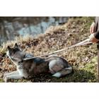 Laisse Pour Chien Ajustable Dy'on Marron