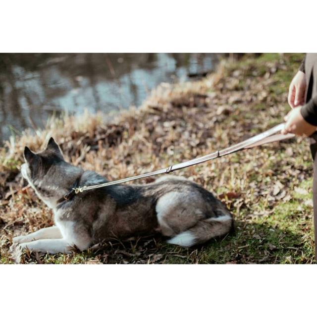 Laisse Pour Chien Ajustable Dy'on Marron