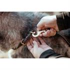Laisse Pour Chien Classique Dy'on Marron